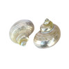 Goldmouth Turban Shells