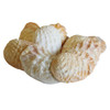 Toadskin Oyster Shells