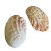 Toadskin Oyster Shells