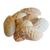 3" Toadskin Oyster Shells - 1 LB
