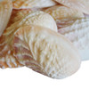 Toadskin Oyster Shells