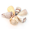 Cone Seashells