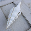 Spindle Seashell