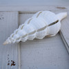 Multi-Cut Spindle Seashell