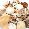 Sale Seashells