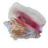 B Grade Pink Conch Shell