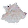 Conch Seashell