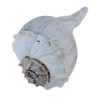 Large Whelk Seashells