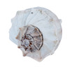 Whorl Shells