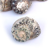 Natural Turbo Seashell