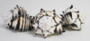 Black Murex Shells