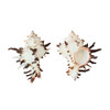 Murex Seashells