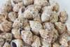Babylonia Shell