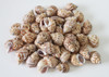 Babylonia Shell