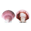Purple Scallop Shell