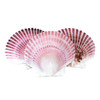Light Purple Pecten Shells