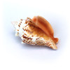 Fighting Conch