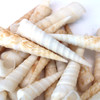 White Auger Shells
