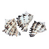 Lacquered Black Murex Shells