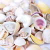 Whites Shell Mix