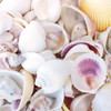 Wedding Shells