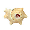 Ceremonial Shell