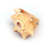 Conch Horn Vole Shell