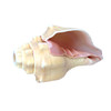 Conch Horn Chank Shell