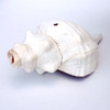 Large Shell Horn