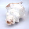 Horse Conch Shell Horn