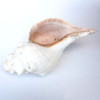 Ceremonial Shell