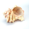 Brassica Murex