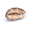 Cypraea Arabic