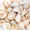 Polished Among Pong Shell