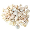 Pearlized Trochus Shells