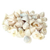 Craft Seashells