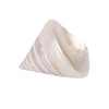 Polished Trocus Shell