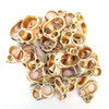 Cut Goldmouth Turbo