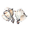 Garden Grade Shells