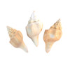 Divine Conch Shells