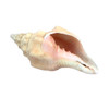 Sacred Chank Shell