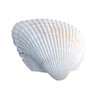 Giant White Arca Seashell