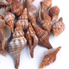 Fox Sea Shell