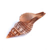 Dark Fox Shell
