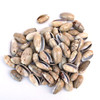 Light Olive Shells