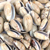 Olive Shaped Seashell