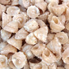 Pearl Trochus Shells