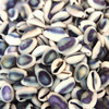 Purple Top Cowrie Shell