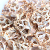 Sliced Bursa Fox Seashell