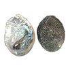 Rough Edge ABalone